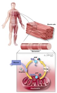 MitocondrioMuscolo